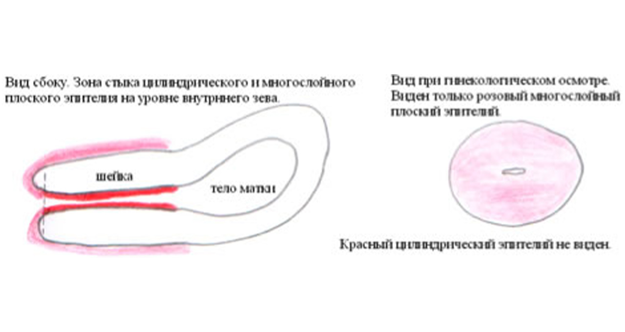 Уретра и цервикальный канал