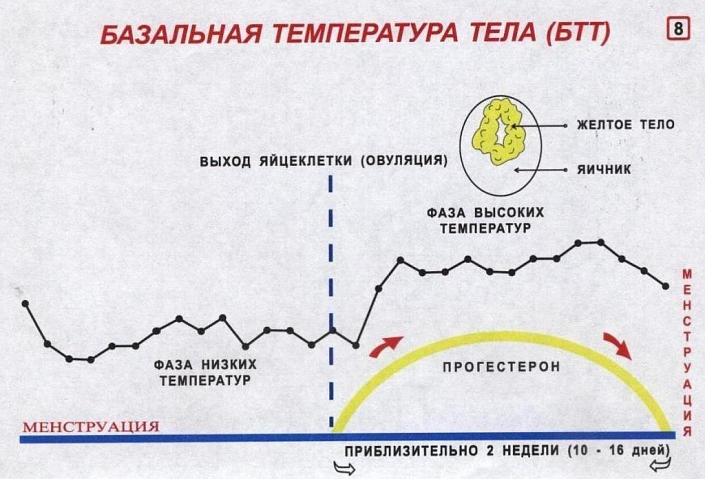 Таблица для симптотермального метода распознавания плодности. Температурный метод предохранения. Симптотермальный метод контрацепции. Температурный метод контрацепции.